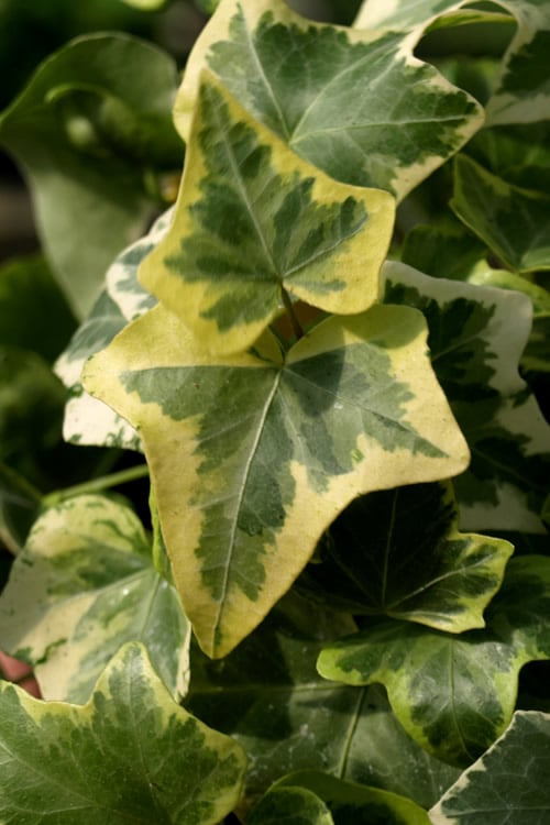  Gold Child Ivy (Hedera Helix) - 10 Pack Of Pint Pots