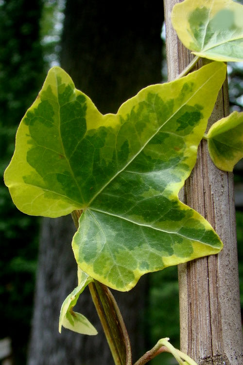  Gold Child Ivy (Hedera Helix) - 5 Pack Of Pint Pots