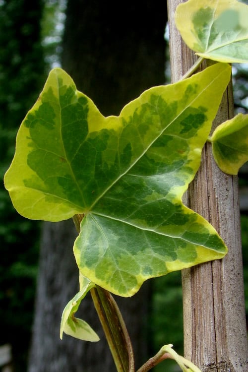  Gold Child Ivy (Hedera Helix) - 6 Pack Of Pint Pots