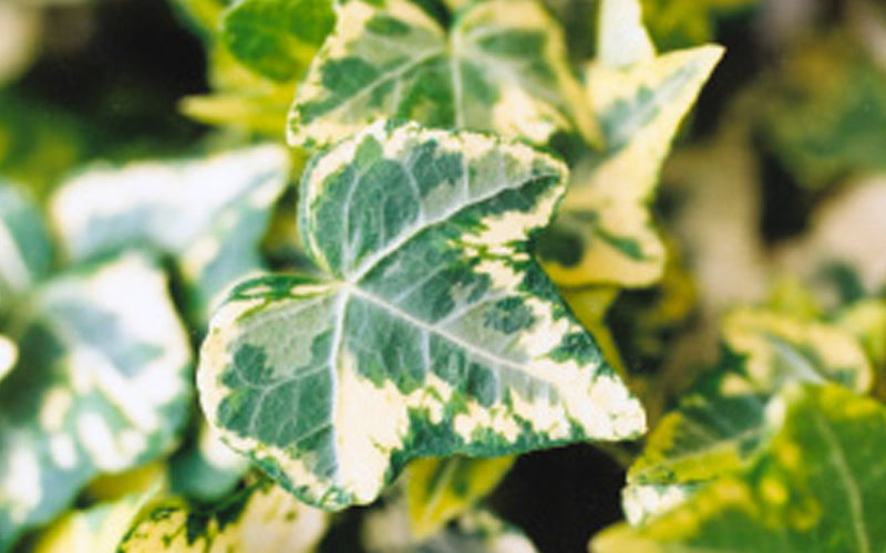 Golden Ingot Ivy - Hedera Helix - 3 Pack Of Pint Pots
