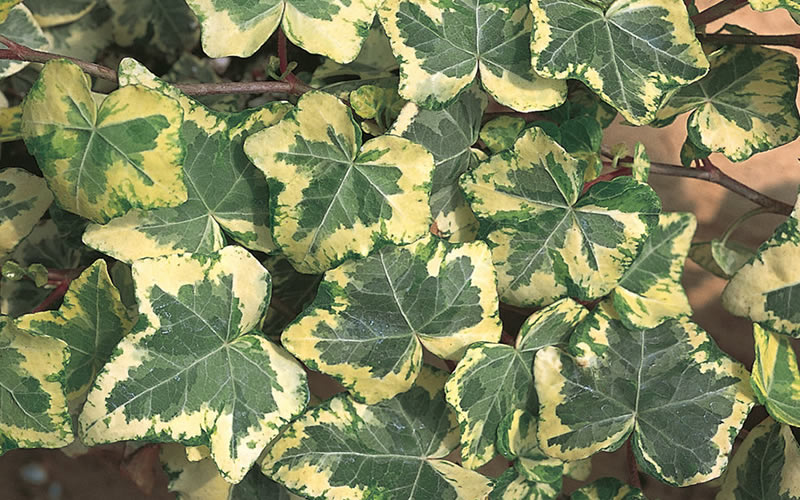  Golden Ingot Ivy - Hedera Helix - 3 Pack Of Pint Pots
