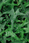  Needlepoint Ivy (Hedera Helix) - 10 Pack Of 4" Pots