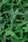 Needlepoint Ivy(Hedera Helix) - 10 Pack Of 4" Pots