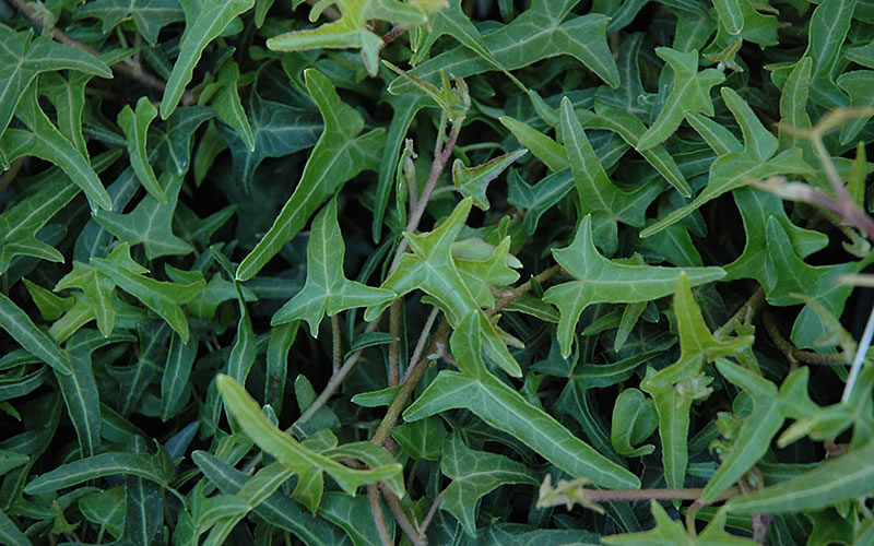  Needlepoint Ivy(Hedera Helix) - 10 Pack Of 4" Pots
