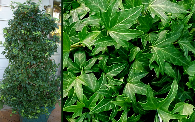  Needlepoint Ivy(Hedera Helix) - 8 Pack Of 2.5" Pots