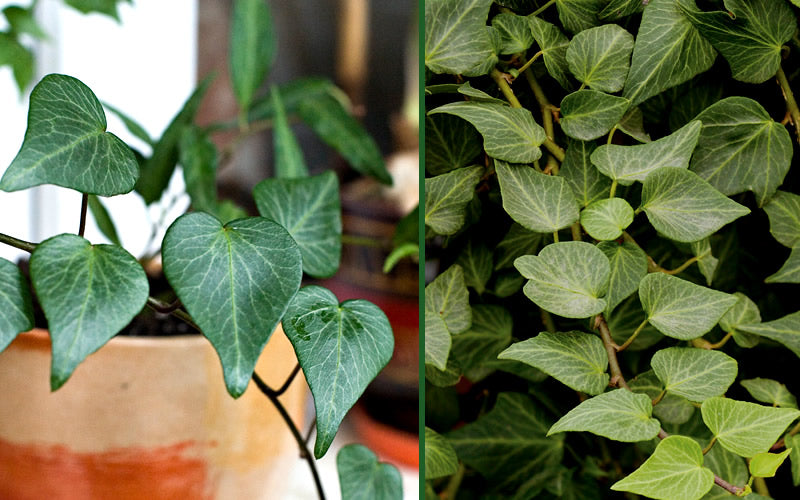  Teardrop Ivy(Hedera Helix) - 10 Pack Of Pint Pots