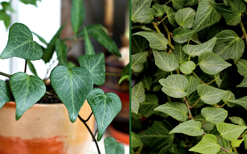  Teardrop Ivy (Hedera Helix) - 10 Pack Of Pint Pots