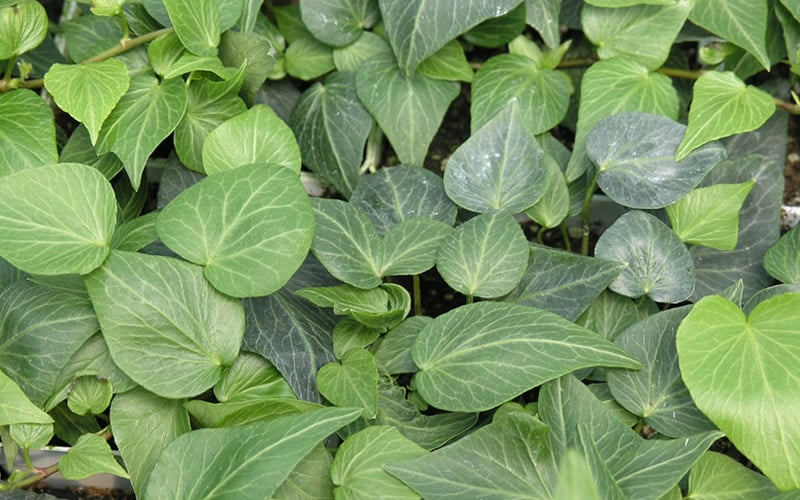  Teardrop Ivy (Hedera Helix) - 10 Pack Of Pint Pots