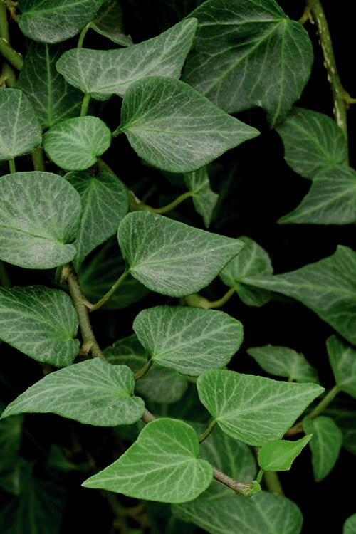  Teardrop Ivy (Hedera Helix) - 10 Pack Of Pint Pots
