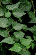  Teardrop Ivy (Hedera Helix) - 18 Pack Of Pint Pots