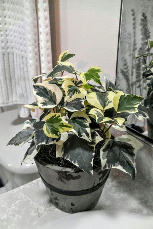  Variegated Algerian Ivy (Hedera Algeriensis 'Gloire De Marengo') - 5 Pack Of Pint Pots