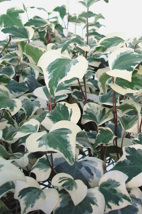  Variegated Algerian Ivy (Hedera Algeriensis 'Gloire De Marengo') - 5 Pack Of Pint Pots
