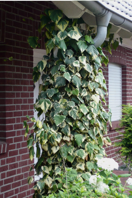  Variegated Algerian Ivy (Hedera Algeriensis 'Gloire De Marengo') - 5 Pack Of Pint Pots