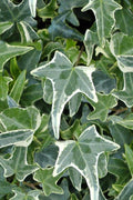  Variegated Needlepoint Ivy(Hedera Helix) - 10 Pack Of Pint Pots