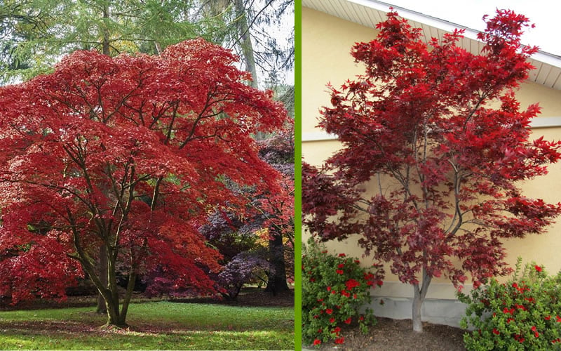  Emperor 1 Japanese Maple - 1 Gallon Pot