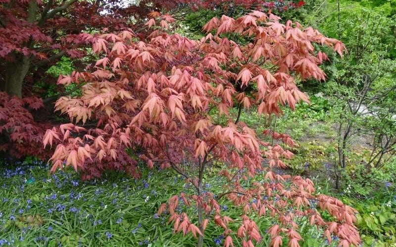  Amber Ghost Japanese Maple - 3 Gallon Pot