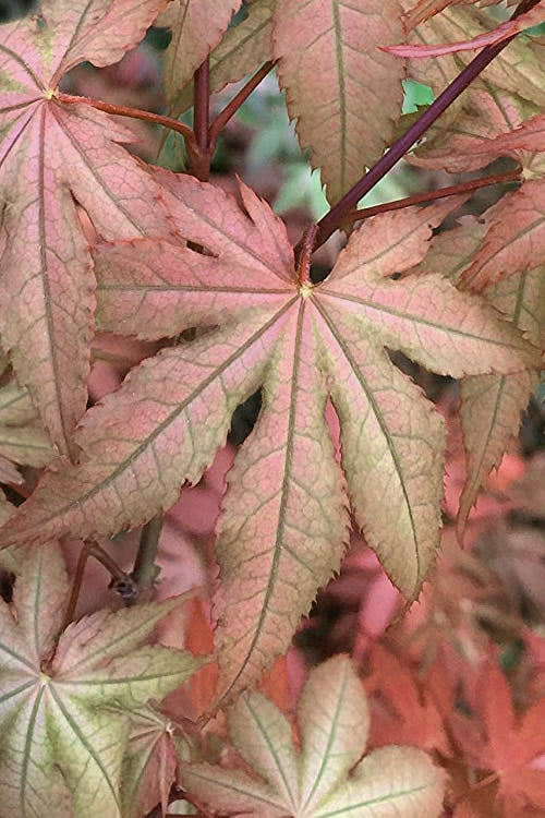  Amber Ghost Japanese Maple - 3 Gallon Pot