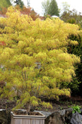  Aoyagi Gawa Strapleaf Japanese Maple - 1 Gallon Pot