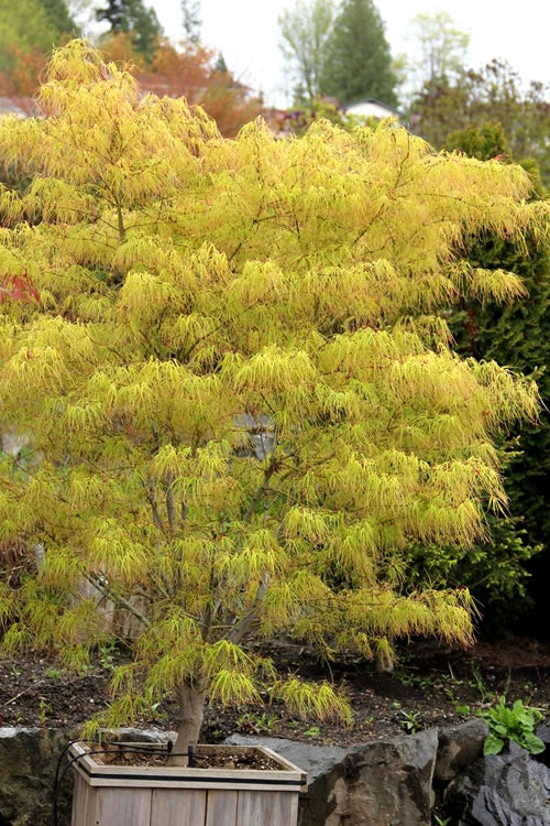  Aoyagi Gawa Strapleaf Japanese Maple - 1 Gallon Pot