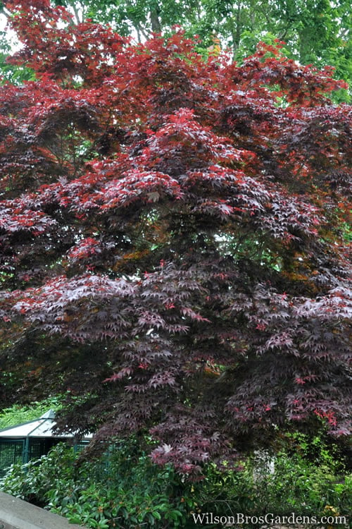  Red Japanese Maple - Acer Palmatum 'Atropurpureum' - 1 Gallon Pot