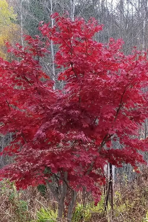  Red Japanese Maple - Acer Palmatum 'Atropurpureum' - 1 Gallon Pot