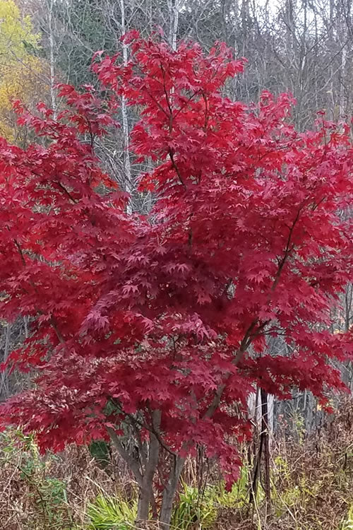  Red Japanese Maple - Acer Palmatum 'Atropurpureum' - 1 Gallon Pot