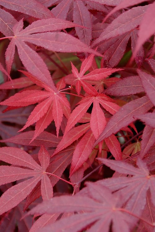 Red Japanese Maple - Acer Palmatum 'Atropurpureum' - 1 Gallon Pot