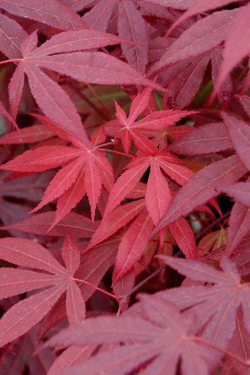  Red Japanese Maple - Acer Palmatum 'Atropurpureum' - 1 Gallon Pot