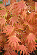  Autumn Moon Japanese Maple - 3 Gallon Pot (2-2.5')