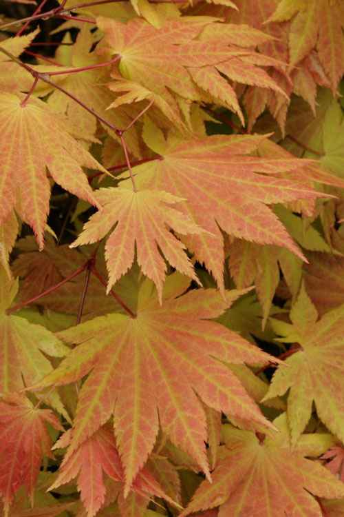  Autumn Moon Japanese Maple - 3 Gallon Pot (2-2.5')