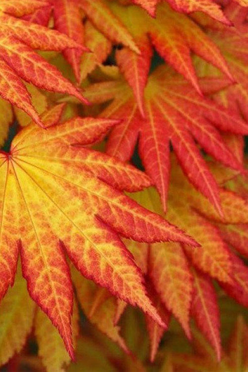  Autumn Moon Japanese Maple - 3 Gallon Pot (2-2.5')