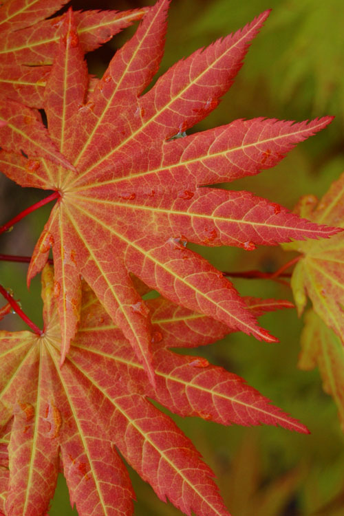  Autumn Moon Japanese Maple - 3 Gallon Pot (2-2.5')