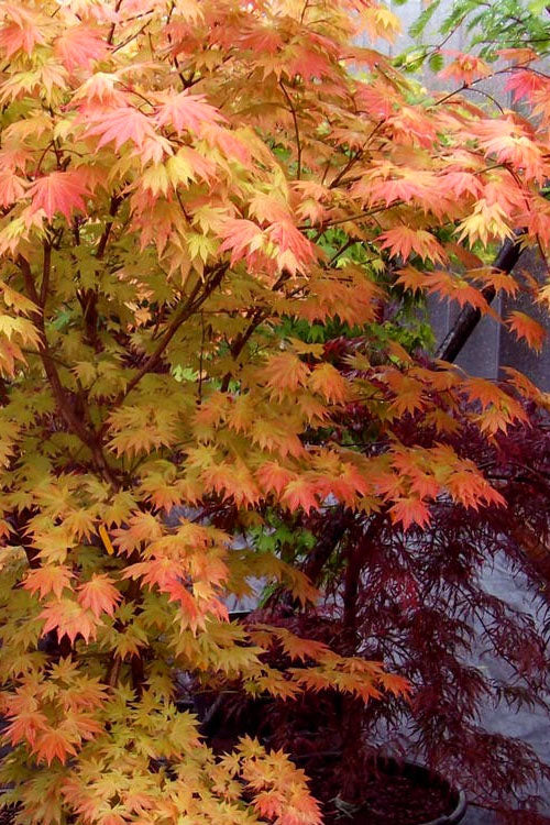  Autumn Moon Japanese Maple - 2.5 Quart Pot