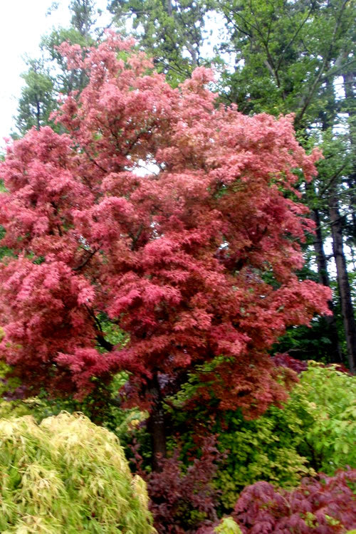  Beni Fushigi Japanese Maple - 1 Gallon Pot
