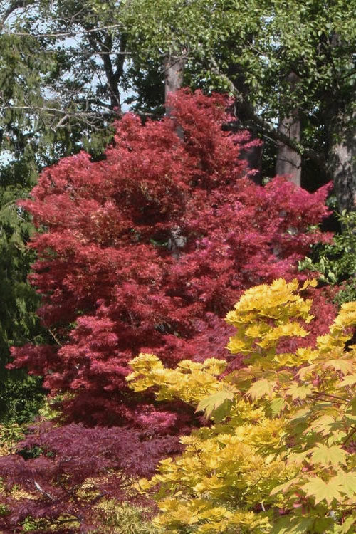  Beni Fushigi Japanese Maple - 1 Gallon Pot