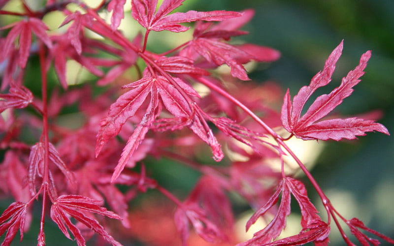 Beni Fushigi Japanese Maple - 1 Gallon Pot