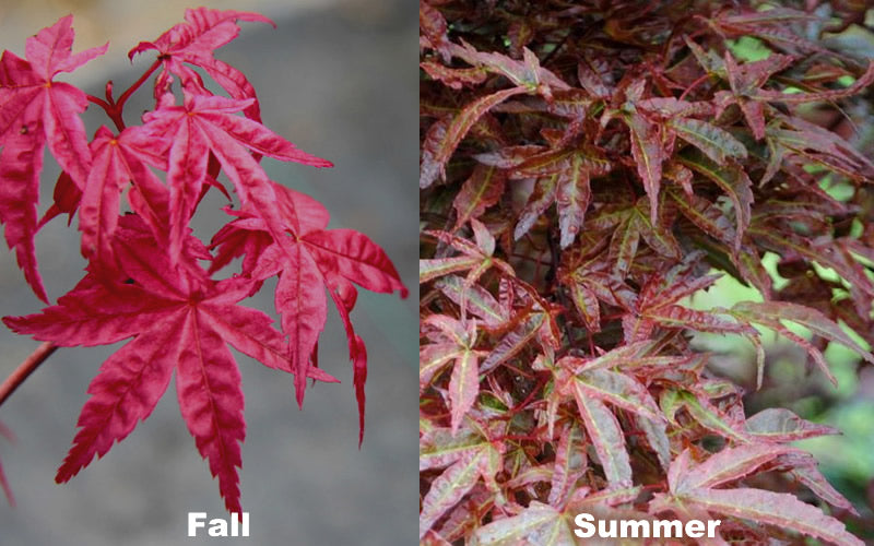  Beni Fushigi Japanese Maple - 1 Gallon Pot