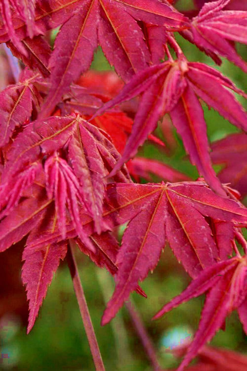  Beni Fushigi Japanese Maple - 1 Gallon Pot