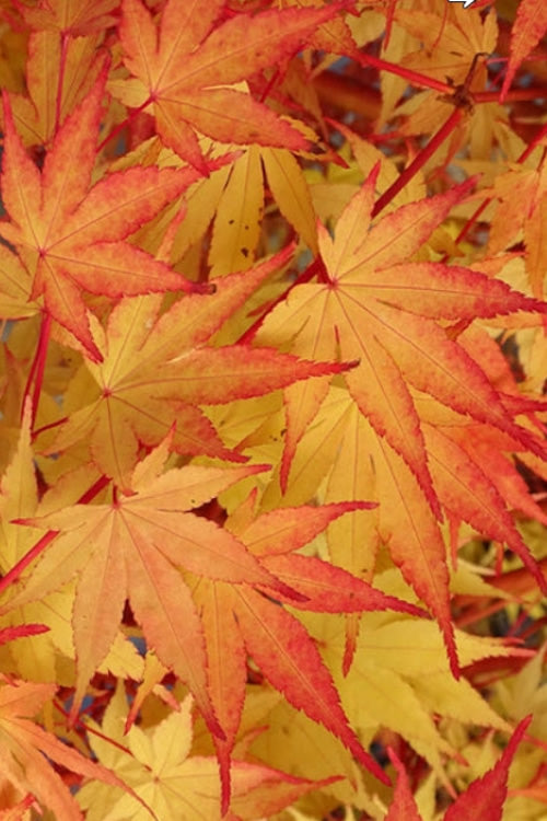  Beni Kawa Coral Bark Japanese Maple - 1 Gallon Pot