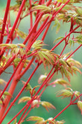  Beni Kawa Coral Bark Japanese Maple - 1 Gallon Pot