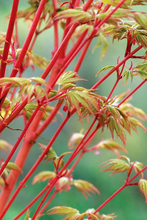  Beni Kawa Coral Bark Japanese Maple - 3 Gallon Pot