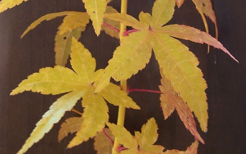  Bihou Yellow Bark Japanese Maple - 1 Gallon Pot