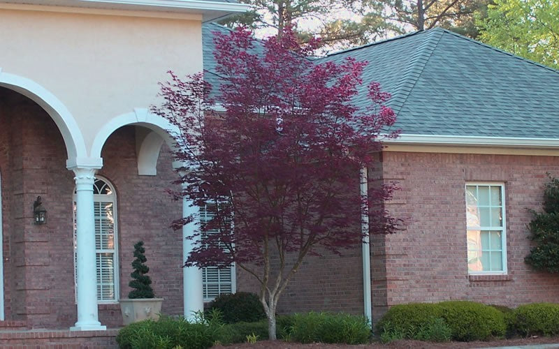  Bloodgood Red Leaf Japanese Maple - 2 Gallon Pot