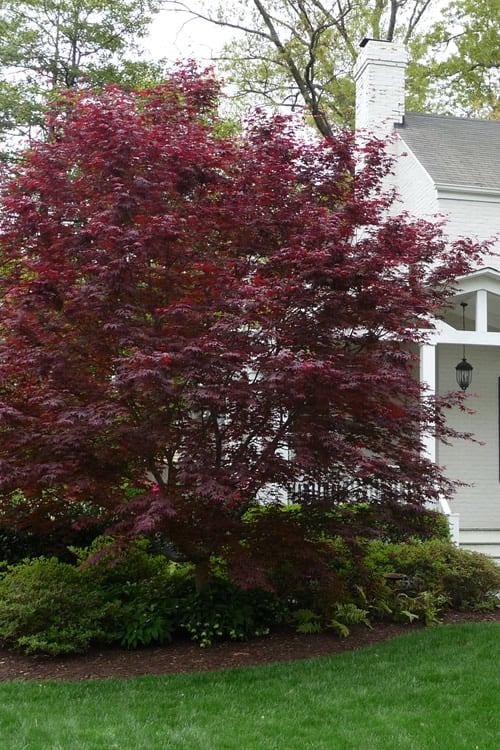  Bloodgood Red Leaf Japanese Maple - 5 Gallon Pot (4-5')