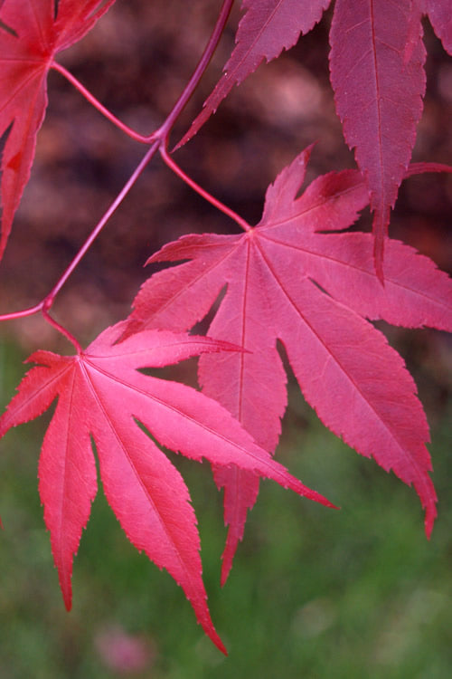  Bloodgood Red Leaf Japanese Maple - 3 Gallon Pot