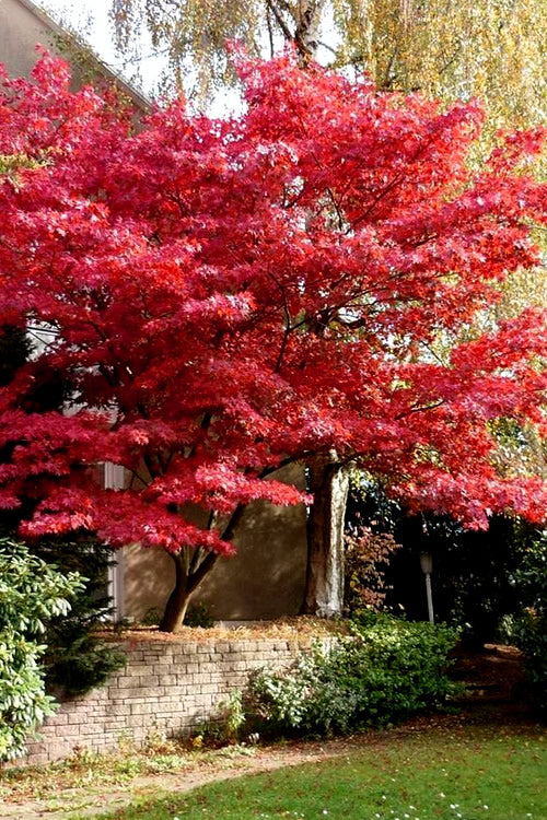  Bloodgood Red Leaf Japanese Maple - 3 Gallon Pot