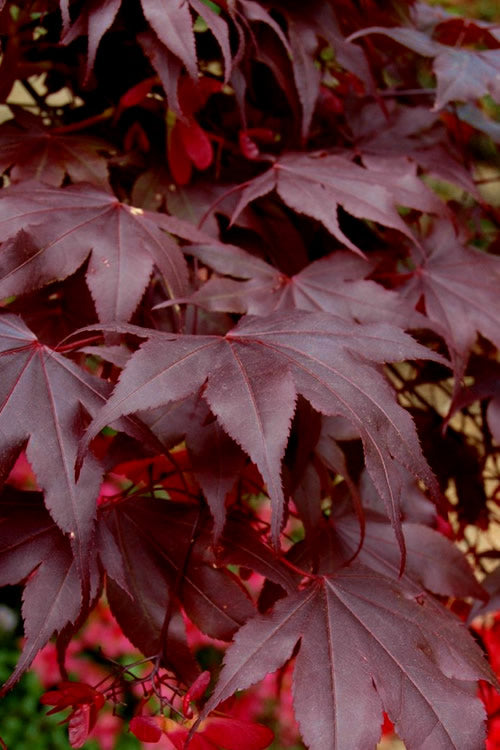  Bloodgood Red Leaf Japanese Maple - 3 Gallon Pot