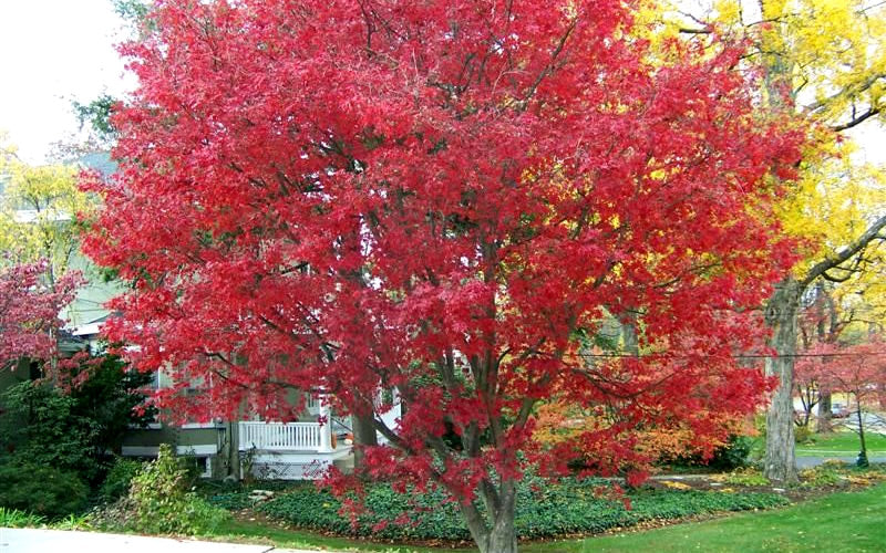  Burgundy Lace Japanese Maple - 2 Gallon Pot