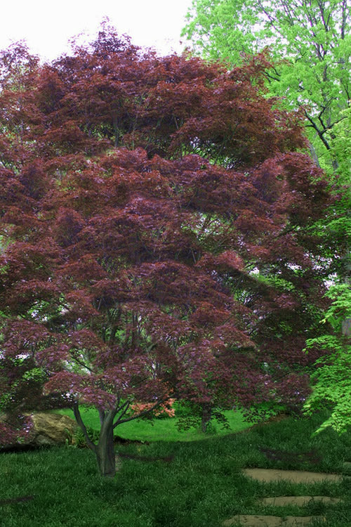  Burgundy Lace Japanese Maple - 2 Gallon Pot