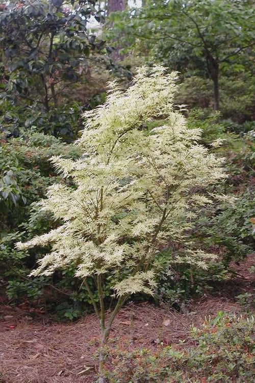  Butterfly Japanese Maple - 2 Gallon Pot